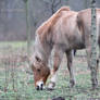 Horse grazing in the mist