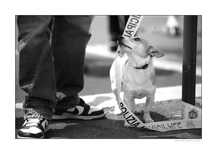 Man's bestfriend by whitestone Man's bestfriend by whitestone