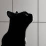 Black Cat on White Tiles