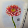 Gerbera