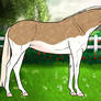 JFF Magic Mare