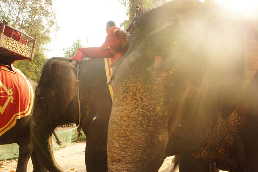 Afternoon with Elephants