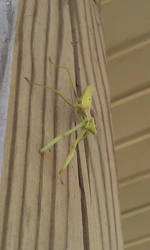 My Praying Mantis Buddeh