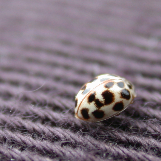 Albino LadyBug