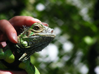 Iguana