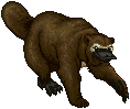 Platypus Bear