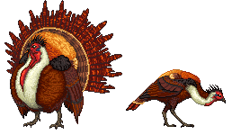 Male Fire Turkey