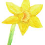 Daffodil