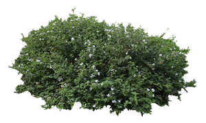 Lantana montevidensis