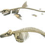 White Shark and Killer Whale Skeletons -3D Models