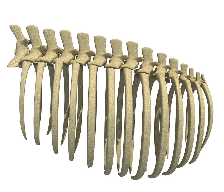 Animal Rib Cage V6 3D model - 3D Models by 3D-Horse on DeviantArt