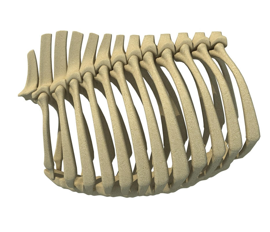 Animal Rib Cage V5 3D - 3D Models by 3D-Horse on DeviantArt