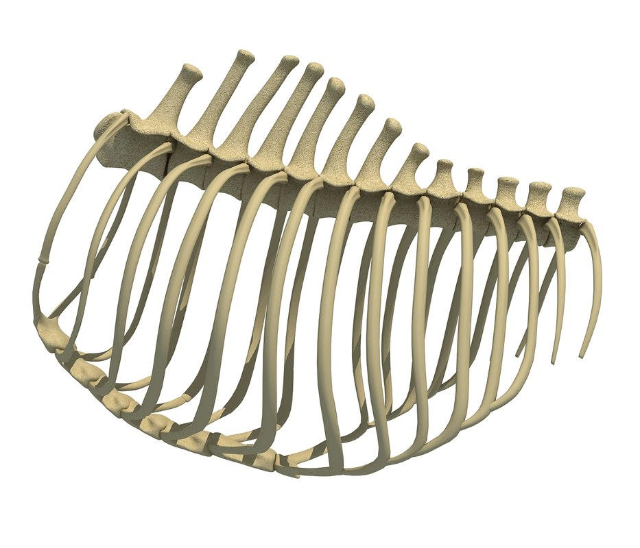 Animal Rib Cage V9 3D model - 3D Models by 3D-Horse on DeviantArt