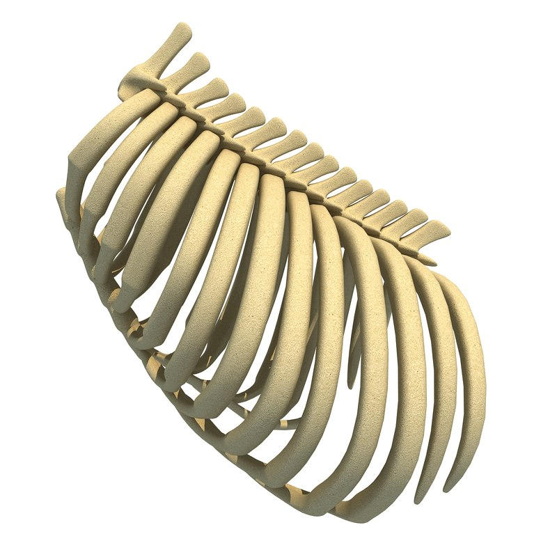 3D Animal Rib Cage model - 3D Models by 3D-Horse on DeviantArt