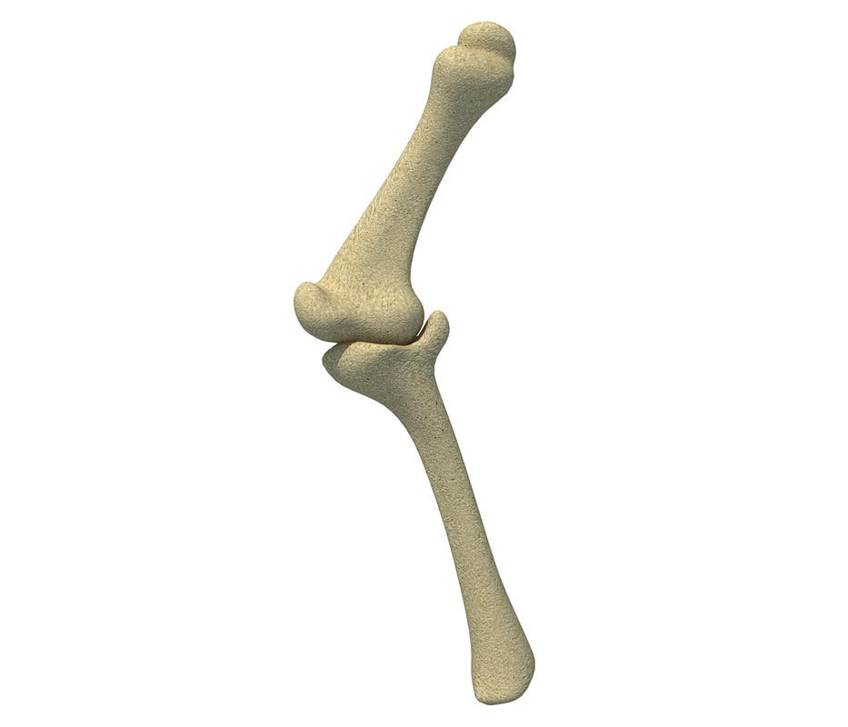 Bones model. Плечевая кость 3д. Bones 3ds Max. Косточка 3d model. Кость d3.