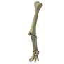 3D Animal Leg Bones model - 3D Models