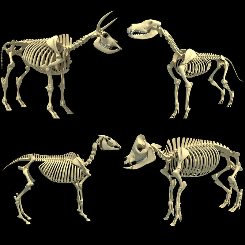 3D Animal Skeletons - 3D Models by 3D-Horse on DeviantArt