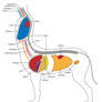 Tauric Anatomy V2