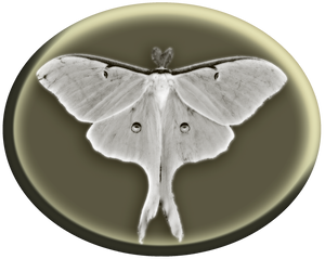 moth icon