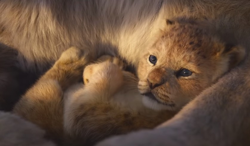 Rei-leao-simba
