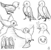 Bird Sketches