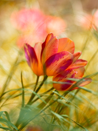 Bagatelle tulips