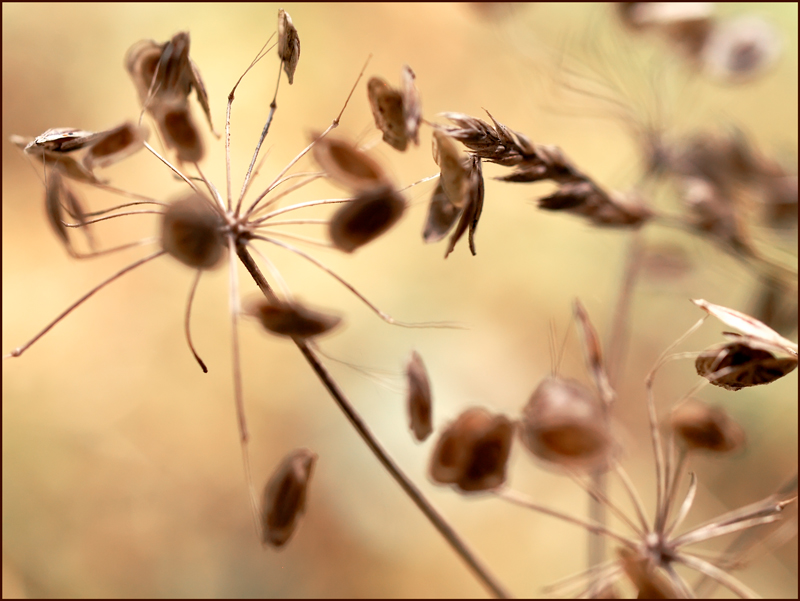 bouquet d'or