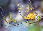 Golden leaf by valeriemonthuit