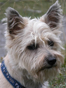 Puppi