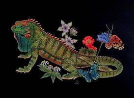 Iguana