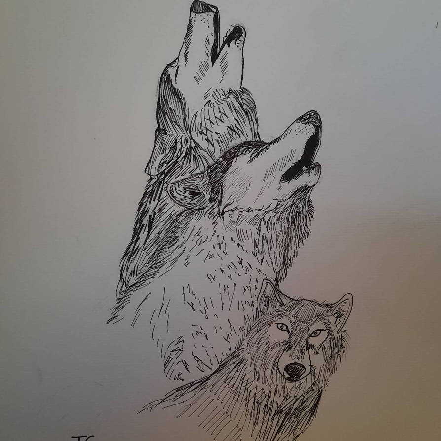 Three wolves crying - pen and ink by felixgram11 on DeviantArt