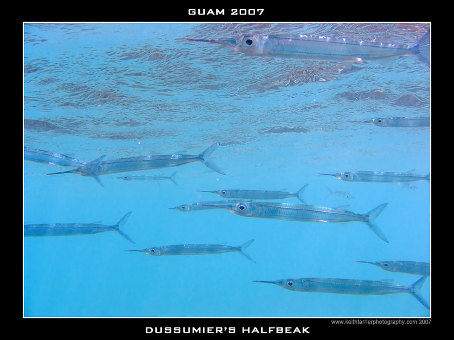 Guam 16 - Halfbeak