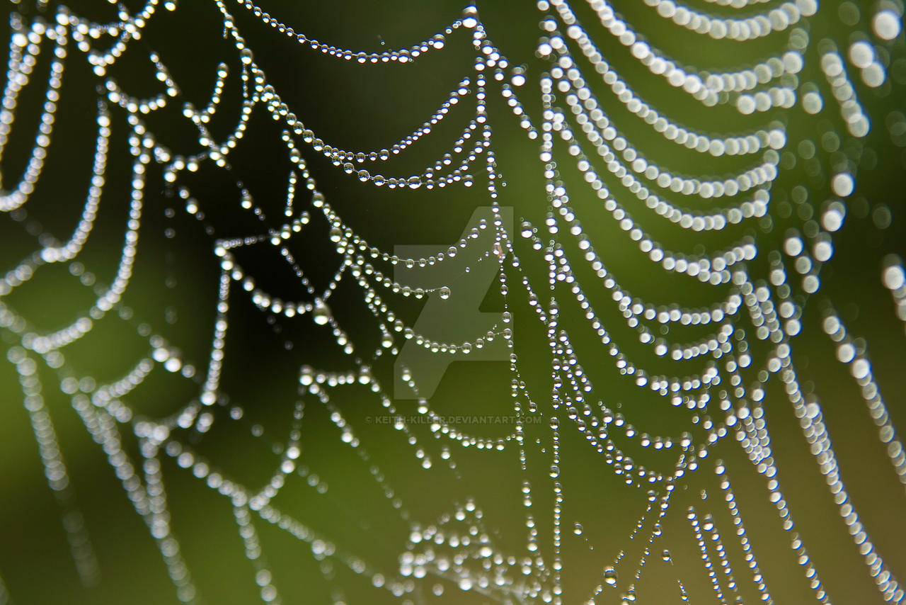 Wet web