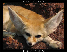 Fennec