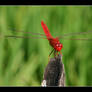 Bali Dragon Fly 3