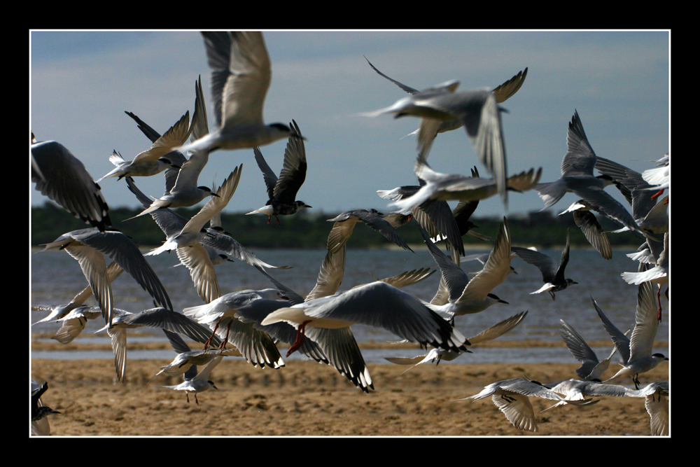 Oz06 - 14 - Birds