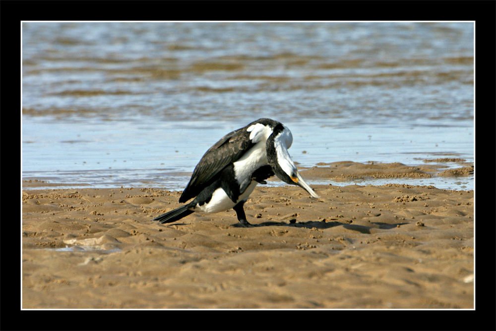 Oz06 - 16 - Itchy Head