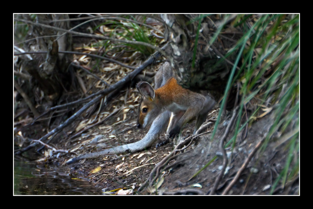 The Wallaby