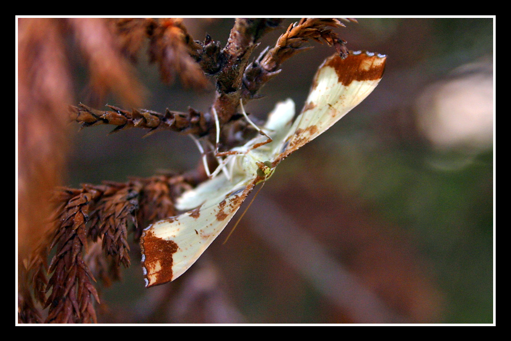 Moth is hanging