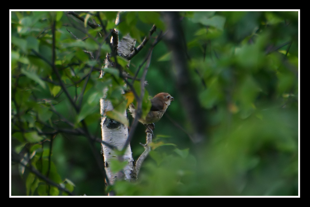 Little Brown Bird