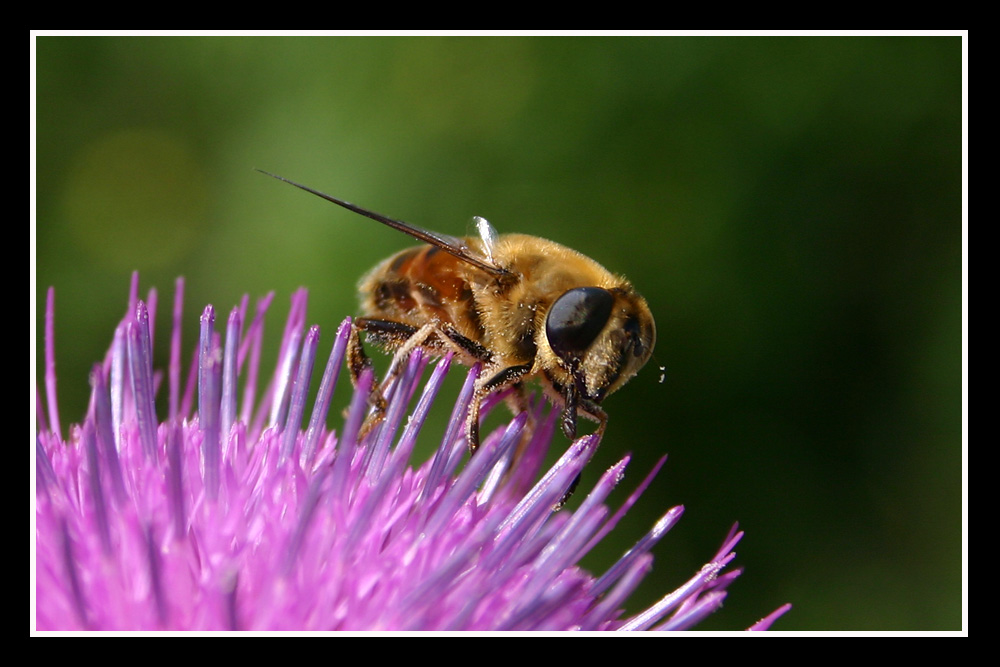 Pollen Bee 2