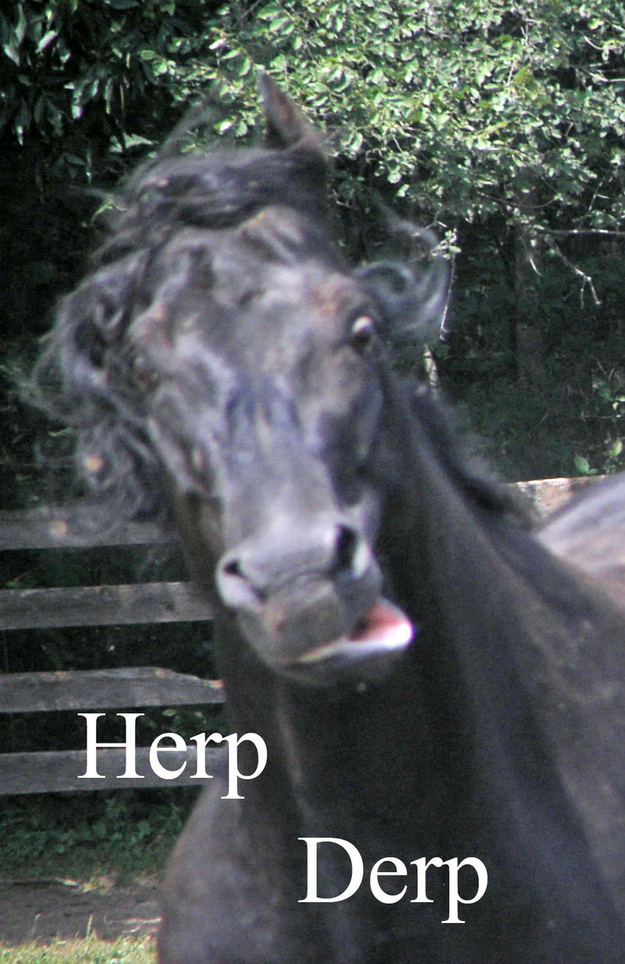 Herp Derp Horse