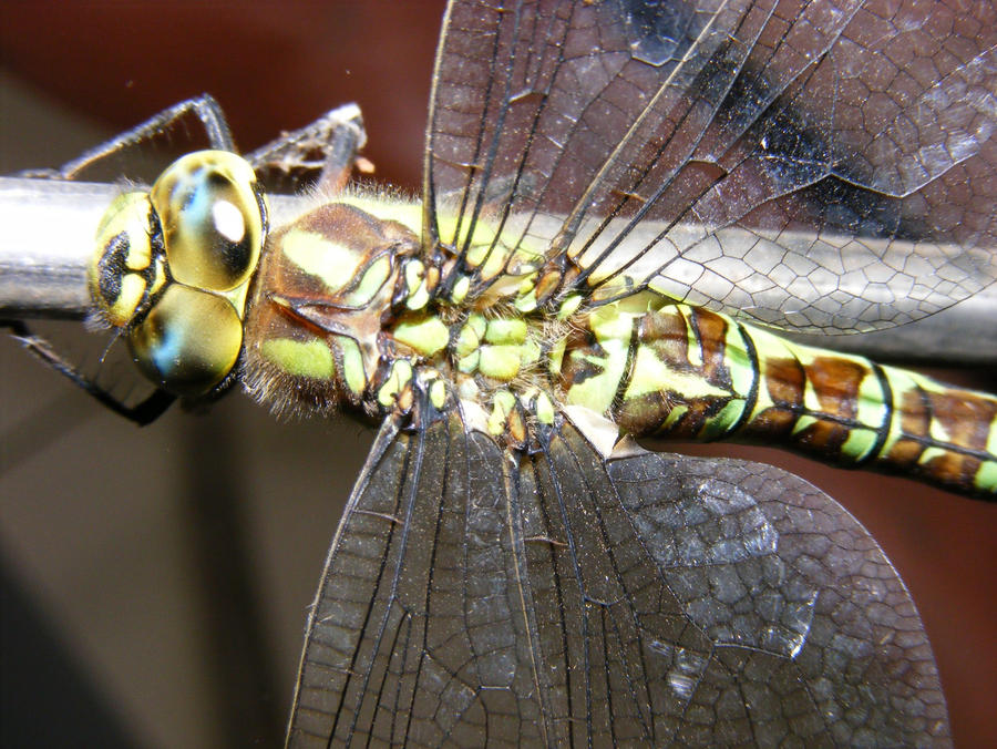 Dragonfly2