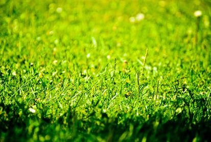 grass wallpaper