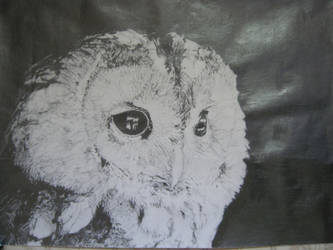 OWL :D by msartfreak101