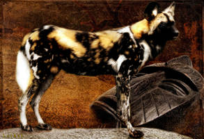 African Dog