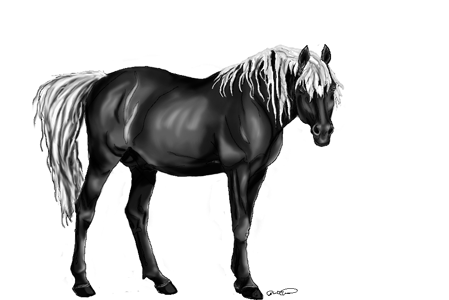 Colored Stallion Line Art