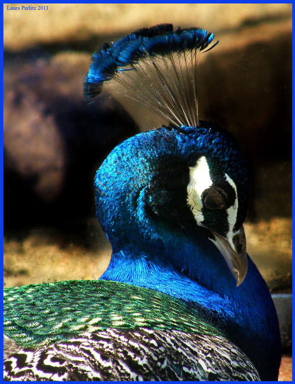 Peacock 1