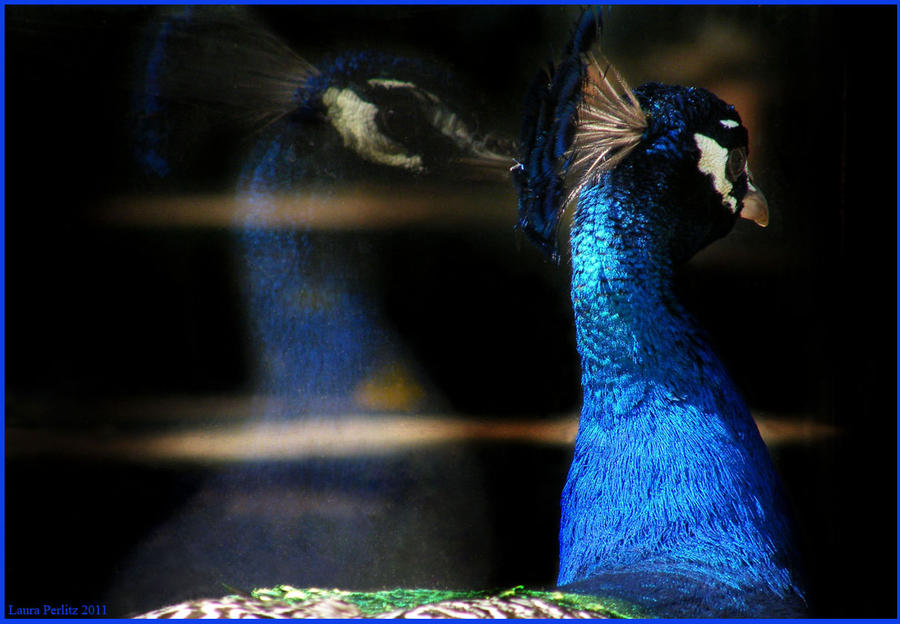 Peacock 4