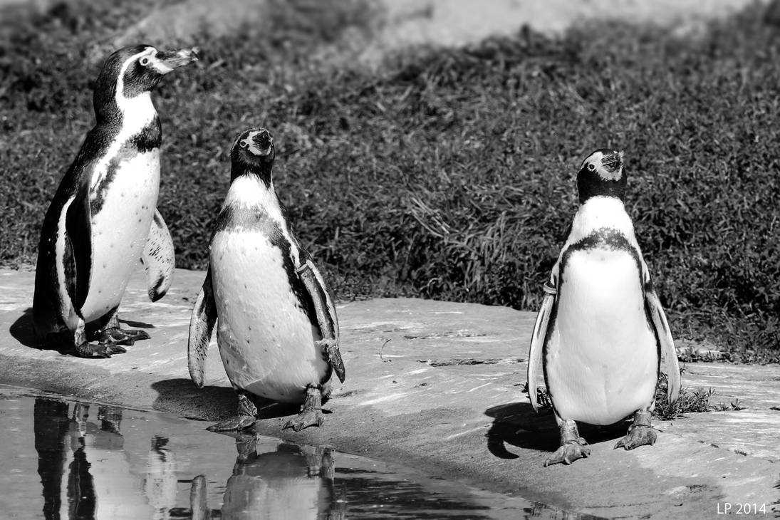 Penguin Trio by SchwarzesHerz on DeviantArt